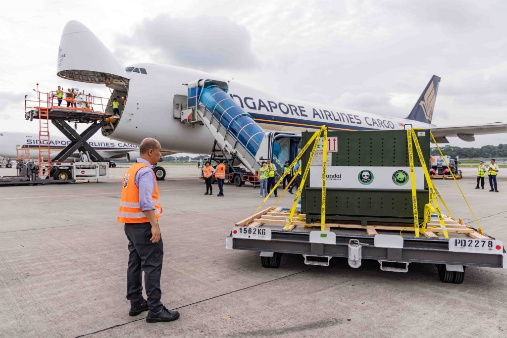 Giant Panda Le Le Embarks on a New Chapter, Safely Arrives in China via Specially Arranged Singapore Airlines Flight - Alvinology