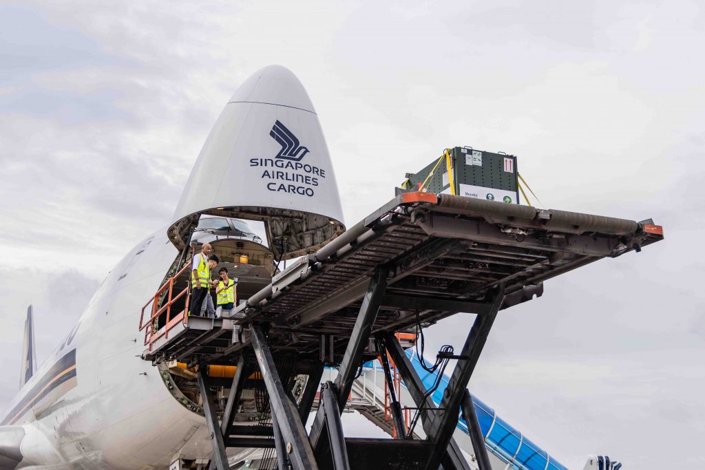 Giant Panda Le Le Embarks on a New Chapter, Safely Arrives in China via Specially Arranged Singapore Airlines Flight - Alvinology