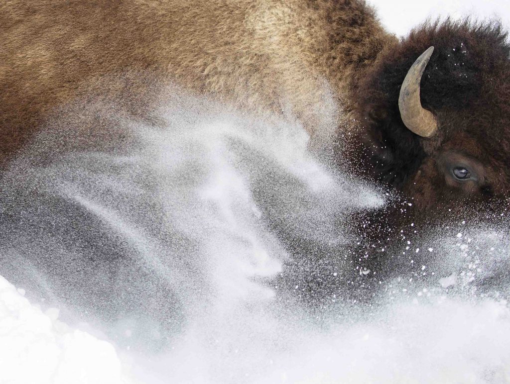 Captivating Wildlife Photography Takes Center Stage at Science Centre Singapore Captivating Wildlife Photography Takes Center Stage at Science Centre Singapore - Alvinology