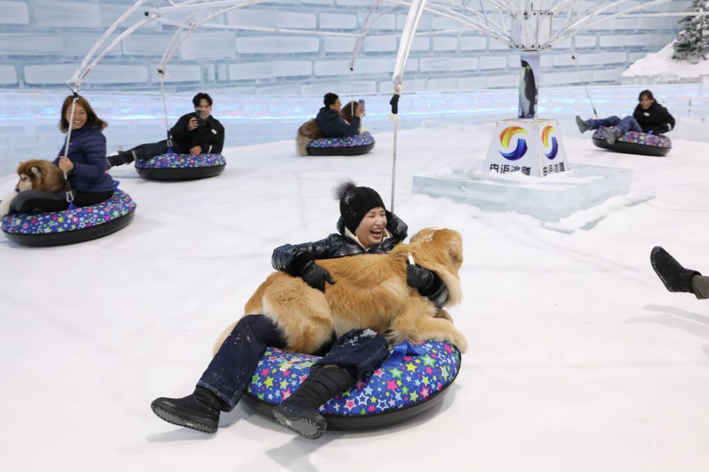 Snowy Paw-dates Await: 4 Paws @ Ice Magic - Singapore's Premier Winter Experience for Dogs and Their Owners - Alvinology