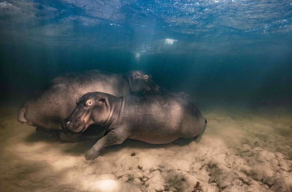 Captivating Wildlife Photography Takes Center Stage at Science Centre Singapore Captivating Wildlife Photography Takes Center Stage at Science Centre Singapore - Alvinology