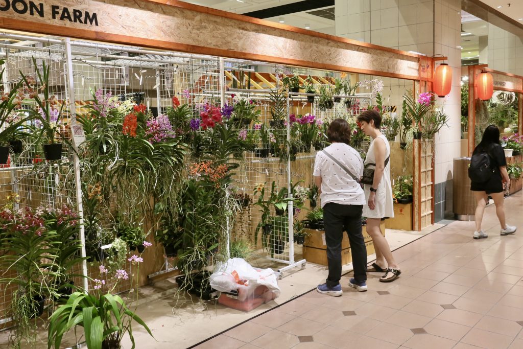 Singapore Garden Festival 2024 Blooms Again: A Floral Extravaganza - Alvinology