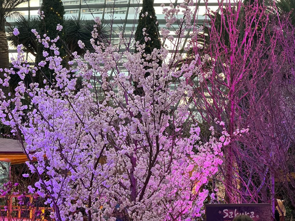 Gardens by the Bay Unveils First-ever Day-to-Night Sakura Experience Inspired by Kyoto - Alvinology