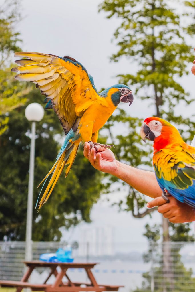 Splash into Fun at Furs & Feathers Festival 2024 with Movie Screening by the Sea - Alvinology