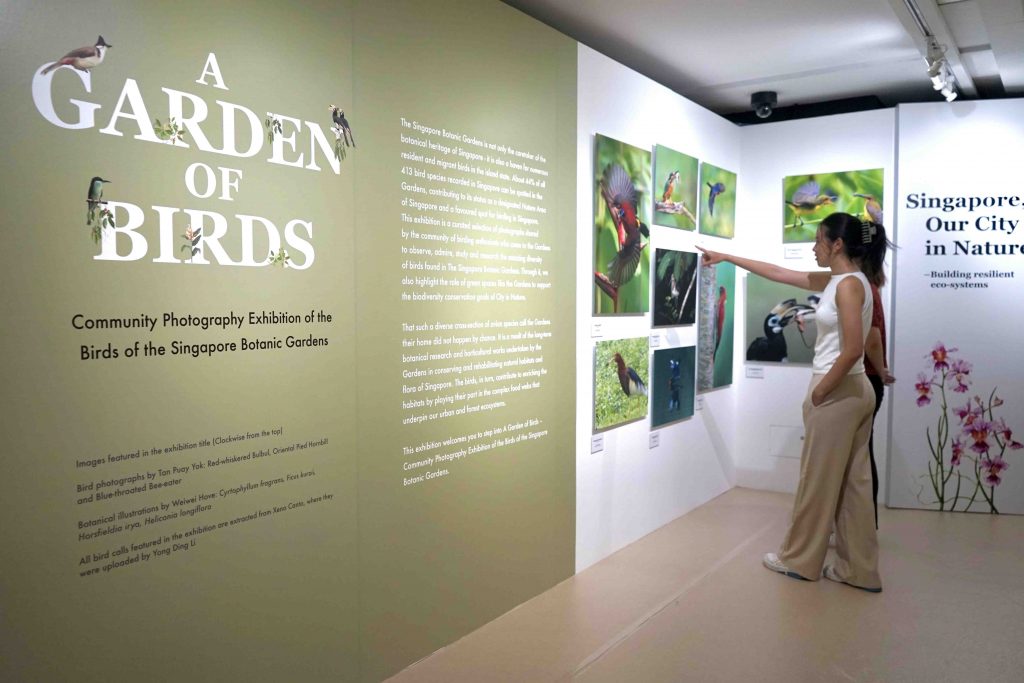 Exploring the Avian Wonders of Singapore Botanic Gardens: New Exhibition Celebrates Community Efforts in Bird Photography - Alvinology
