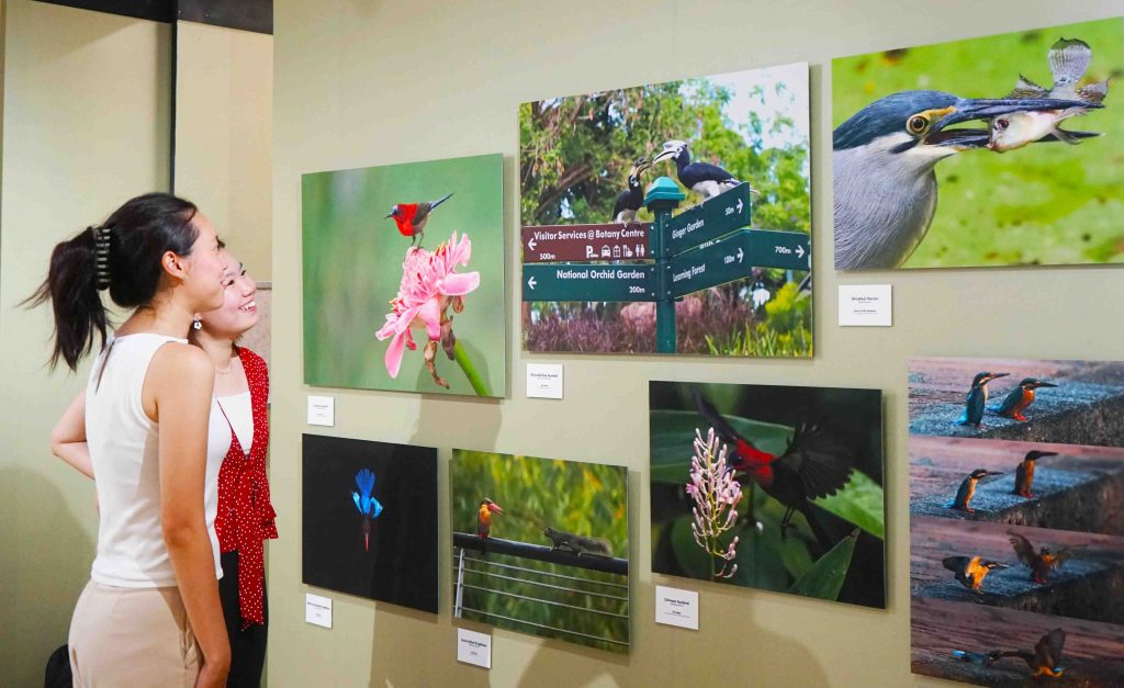 Exploring the Avian Wonders of Singapore Botanic Gardens: New Exhibition Celebrates Community Efforts in Bird Photography - Alvinology