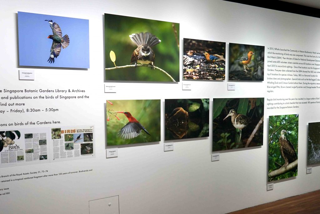 Exploring the Avian Wonders of Singapore Botanic Gardens: New Exhibition Celebrates Community Efforts in Bird Photography - Alvinology
