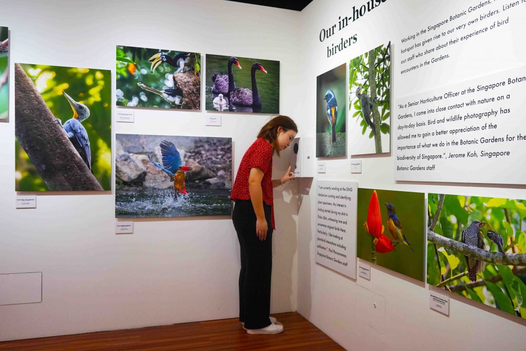 Exploring the Avian Wonders of Singapore Botanic Gardens: New Exhibition Celebrates Community Efforts in Bird Photography - Alvinology