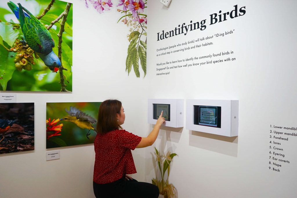 Exploring the Avian Wonders of Singapore Botanic Gardens: New Exhibition Celebrates Community Efforts in Bird Photography - Alvinology