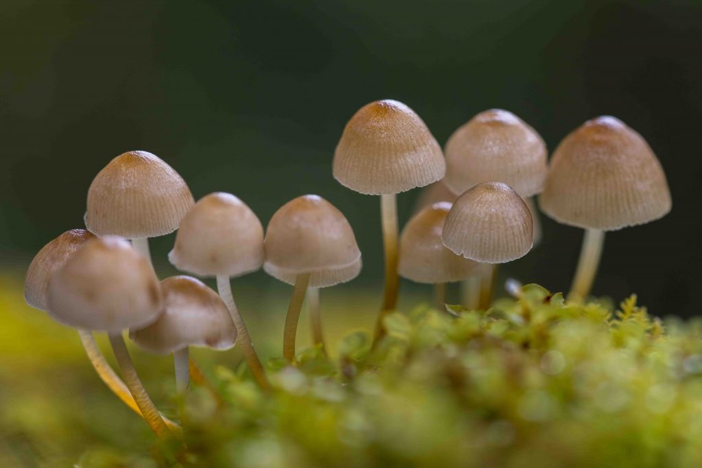 Bhutan's Mushroom Wonderland: Exploring Over 400 Varieties in the Land of the Thunder Dragon Bhutan's Mushroom Wonderland: Exploring Over 400 Varieties in the Land of the Thunder Dragon - Alvinology
