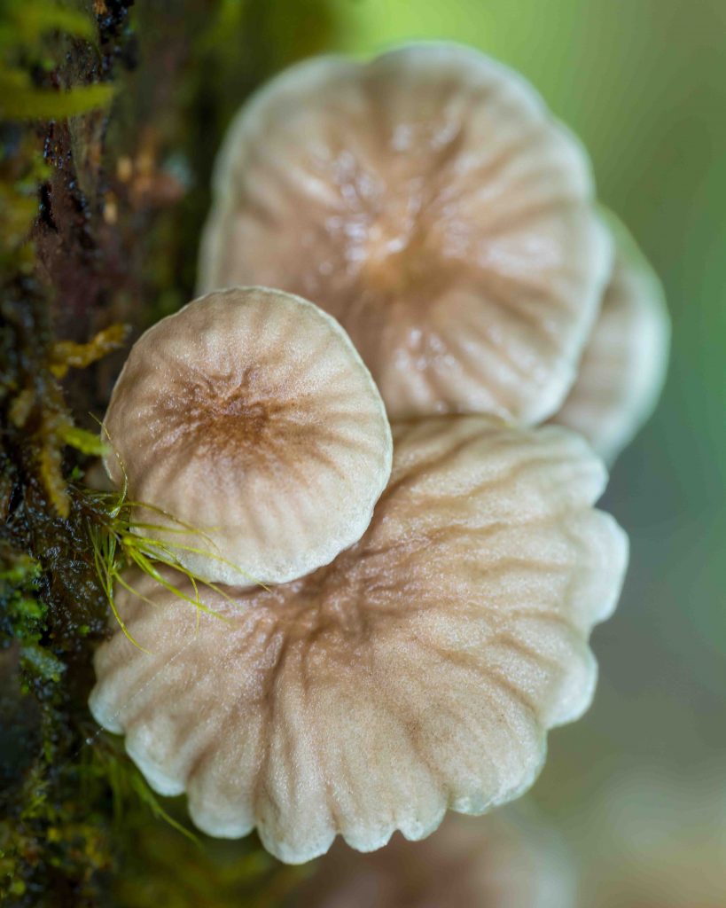 Bhutan's Mushroom Wonderland: Exploring Over 400 Varieties in the Land of the Thunder Dragon Bhutan's Mushroom Wonderland: Exploring Over 400 Varieties in the Land of the Thunder Dragon - Alvinology