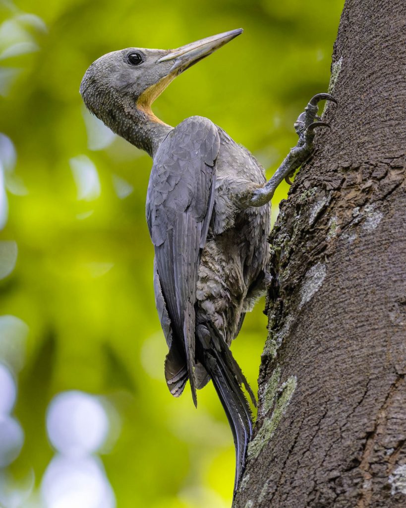 Exploring the Avian Wonders of Singapore Botanic Gardens: New Exhibition Celebrates Community Efforts in Bird Photography - Alvinology