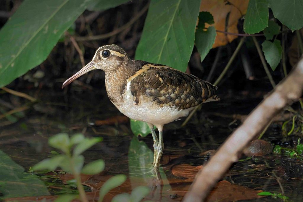 Exploring the Avian Wonders of Singapore Botanic Gardens: New Exhibition Celebrates Community Efforts in Bird Photography - Alvinology