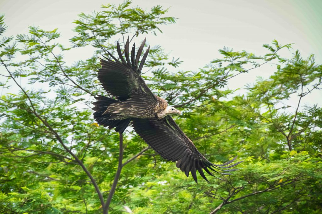 Exploring the Avian Wonders of Singapore Botanic Gardens: New Exhibition Celebrates Community Efforts in Bird Photography - Alvinology