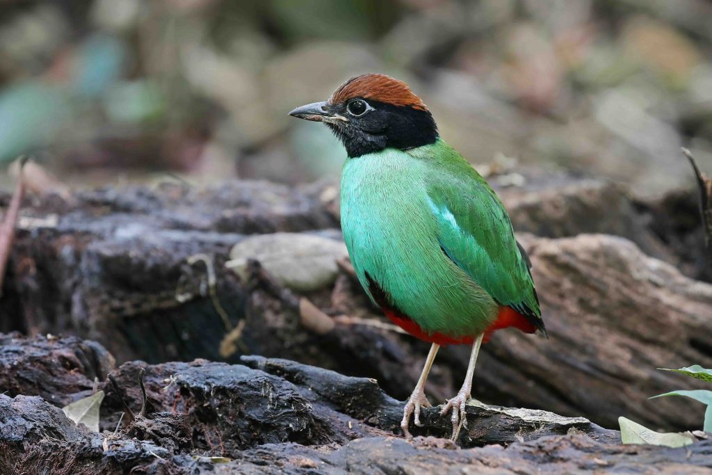 Exploring the Avian Wonders of Singapore Botanic Gardens: New Exhibition Celebrates Community Efforts in Bird Photography - Alvinology