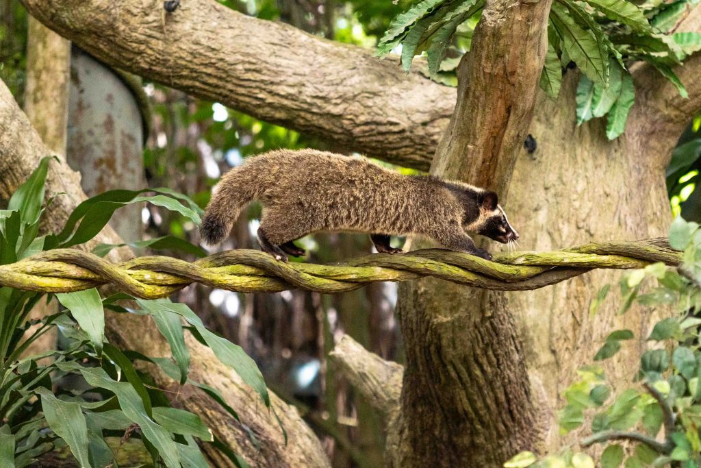 Revel in Zoolympix Action, a Nocturnal Birthday Bash, and Avian Wonders at the Mandai Wildlife Reserve - Alvinology