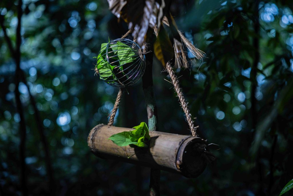 Revel in Zoolympix Action, a Nocturnal Birthday Bash, and Avian Wonders at the Mandai Wildlife Reserve - Alvinology