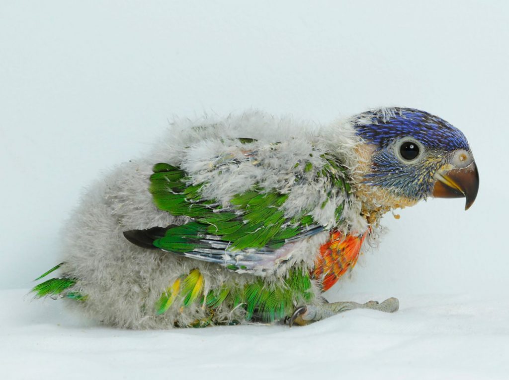 Revel in Zoolympix Action, a Nocturnal Birthday Bash, and Avian Wonders at the Mandai Wildlife Reserve - Alvinology