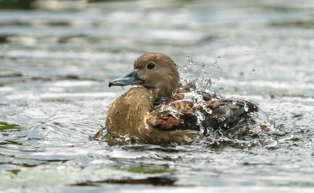 Exploring the Avian Wonders of Singapore Botanic Gardens: New Exhibition Celebrates Community Efforts in Bird Photography - Alvinology