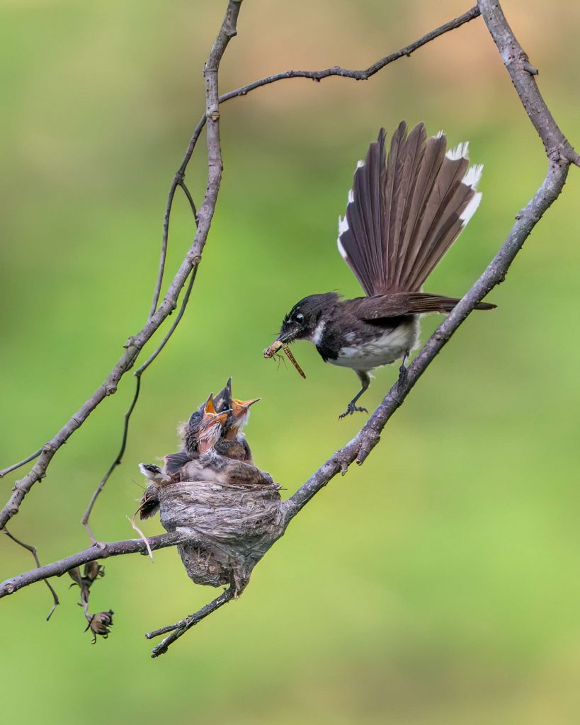 Exploring the Avian Wonders of Singapore Botanic Gardens: New Exhibition Celebrates Community Efforts in Bird Photography - Alvinology