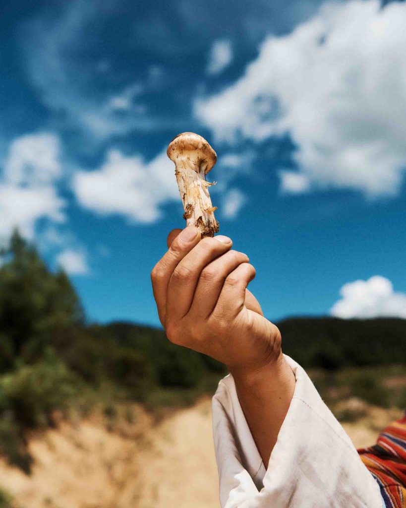 Bhutan's Mushroom Wonderland: Exploring Over 400 Varieties in the Land of the Thunder Dragon Bhutan's Mushroom Wonderland: Exploring Over 400 Varieties in the Land of the Thunder Dragon - Alvinology