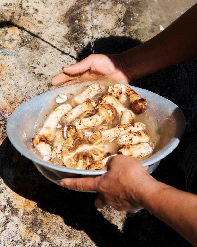 Bhutan's Mushroom Wonderland: Exploring Over 400 Varieties in the Land of the Thunder Dragon Bhutan's Mushroom Wonderland: Exploring Over 400 Varieties in the Land of the Thunder Dragon - Alvinology