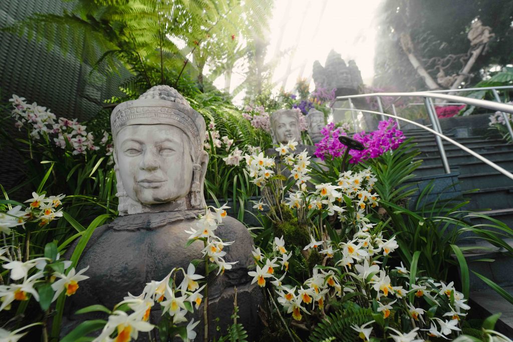 Orchids of Angkor Wat: Explore the Enchanting World of Cambodian Orchids at Cloud Forest's New Display - Alvinology