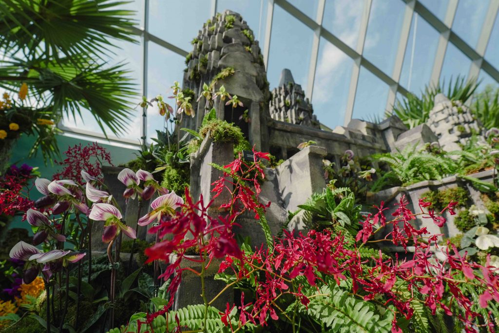 Orchids of Angkor Wat: Explore the Enchanting World of Cambodian Orchids at Cloud Forest's New Display - Alvinology