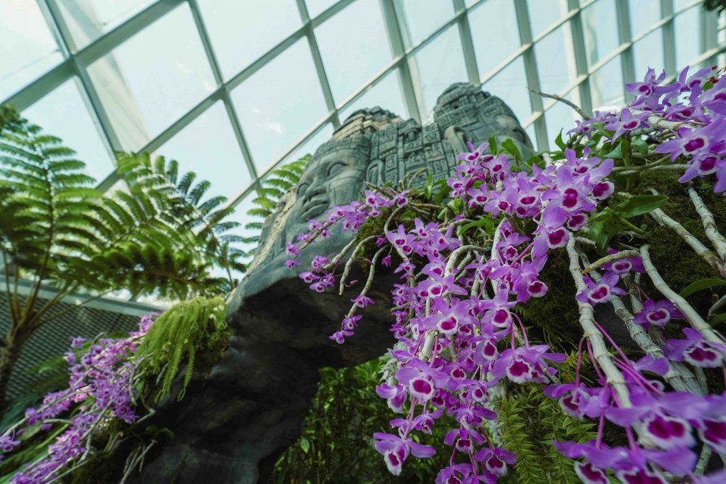Orchids of Angkor Wat: Explore the Enchanting World of Cambodian Orchids at Cloud Forest's New Display - Alvinology