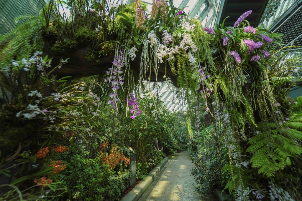 Orchids of Angkor Wat: Explore the Enchanting World of Cambodian Orchids at Cloud Forest's New Display - Alvinology