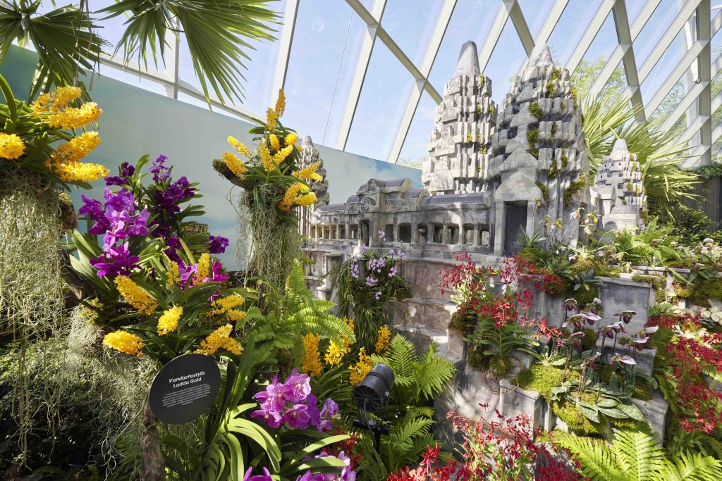 Orchids of Angkor Wat: Explore the Enchanting World of Cambodian Orchids at Cloud Forest's New Display - Alvinology
