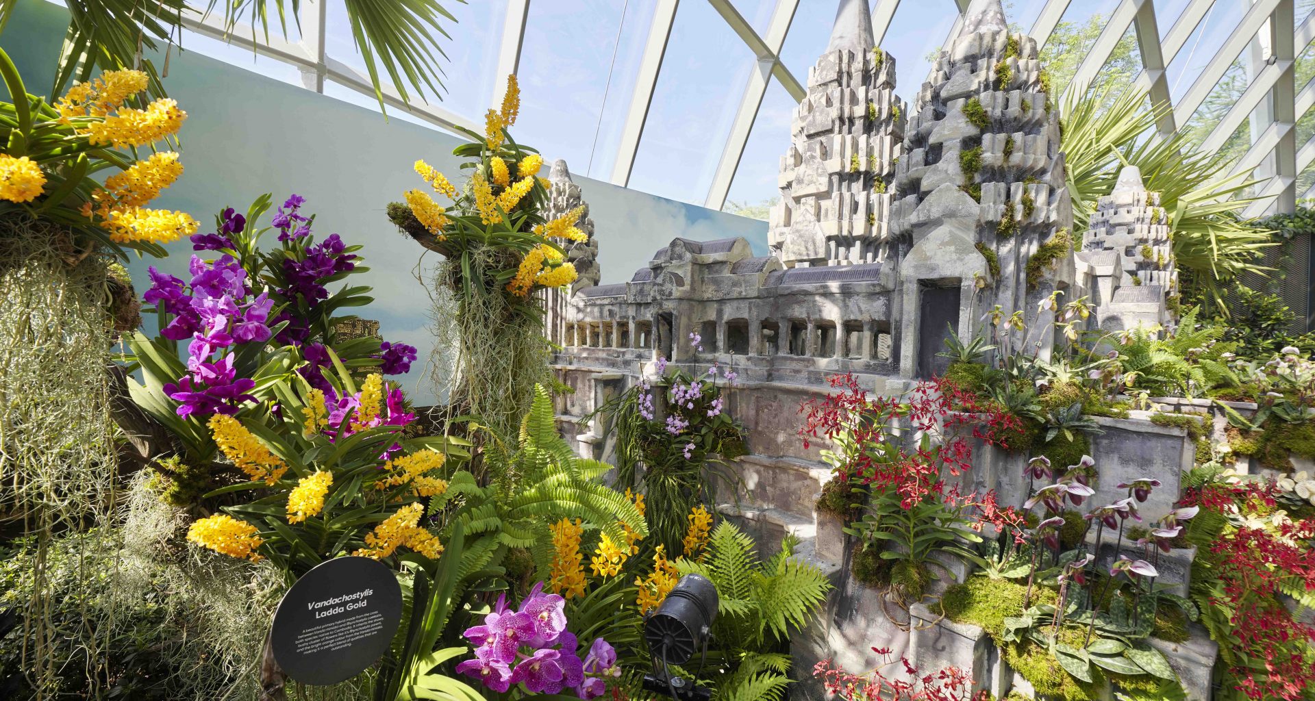 Orchids of Angkor Wat: Explore the Enchanting World of Cambodian Orchids at Cloud Forest's New Display - Alvinology