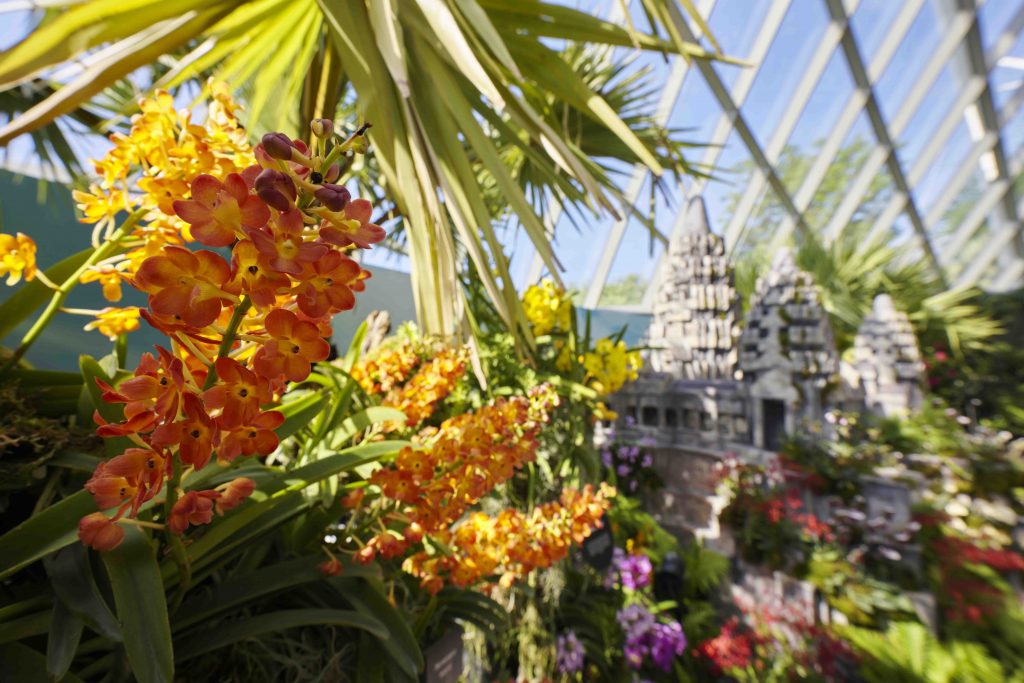 Orchids of Angkor Wat: Explore the Enchanting World of Cambodian Orchids at Cloud Forest's New Display - Alvinology