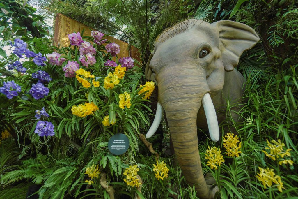 Orchids of Angkor Wat: Explore the Enchanting World of Cambodian Orchids at Cloud Forest's New Display - Alvinology