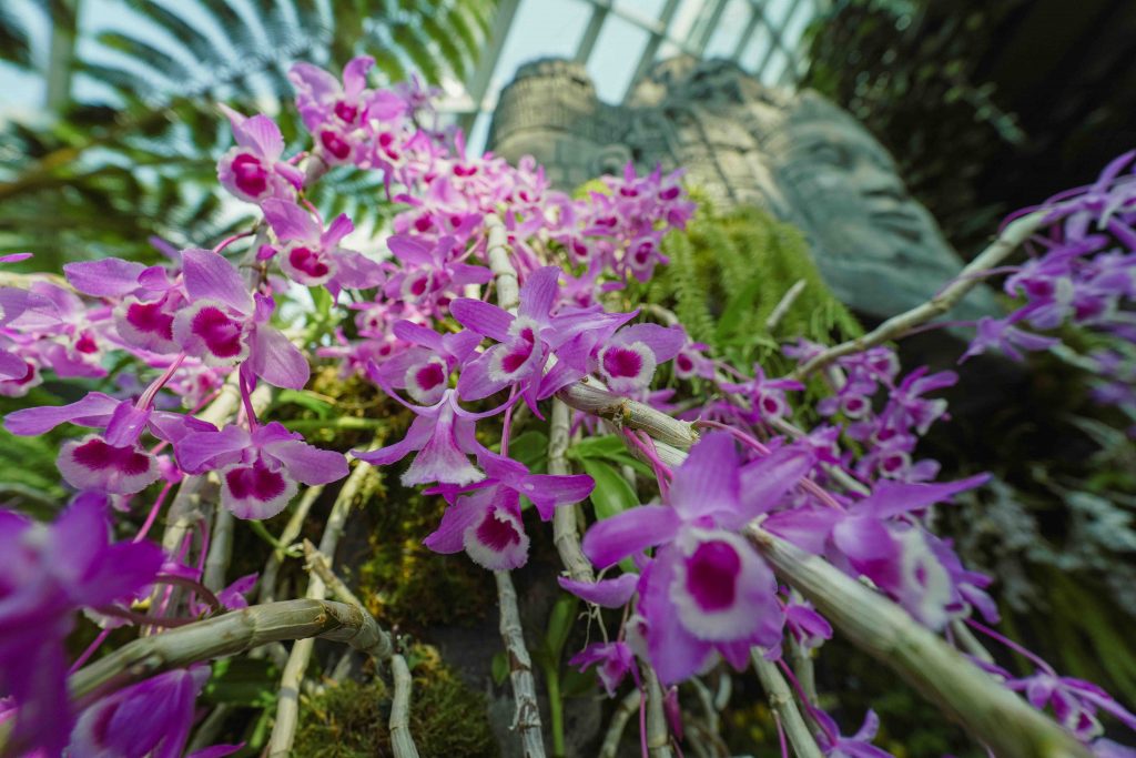 Orchids of Angkor Wat: Explore the Enchanting World of Cambodian Orchids at Cloud Forest's New Display - Alvinology