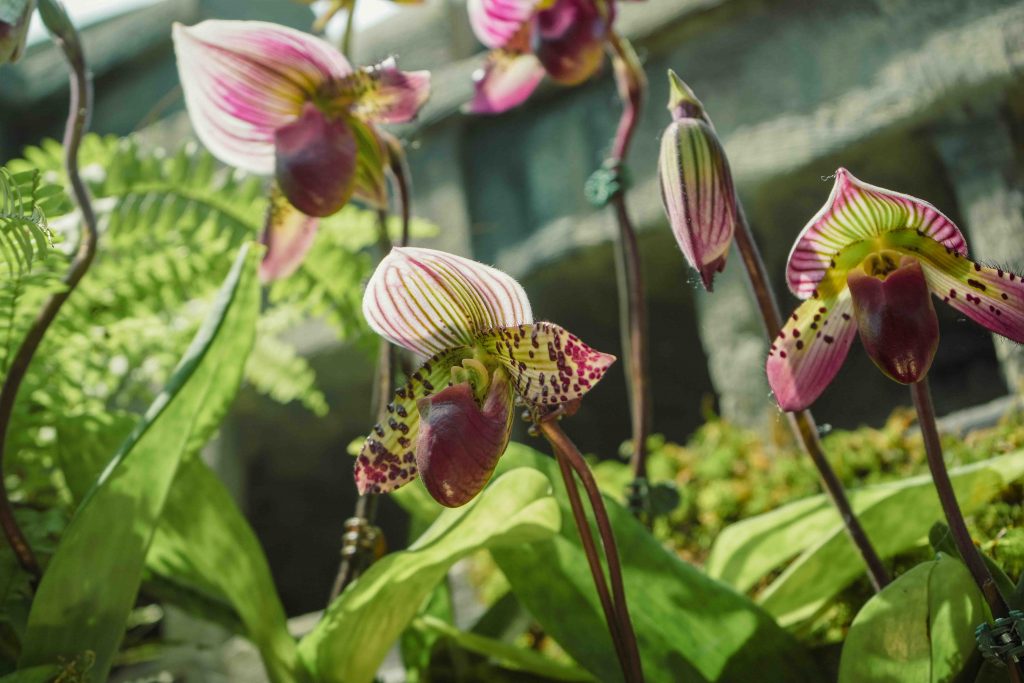Orchids of Angkor Wat: Explore the Enchanting World of Cambodian Orchids at Cloud Forest's New Display - Alvinology