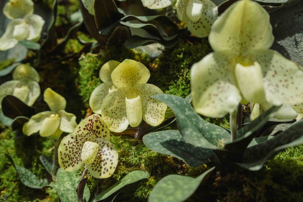 Orchids of Angkor Wat: Explore the Enchanting World of Cambodian Orchids at Cloud Forest's New Display - Alvinology