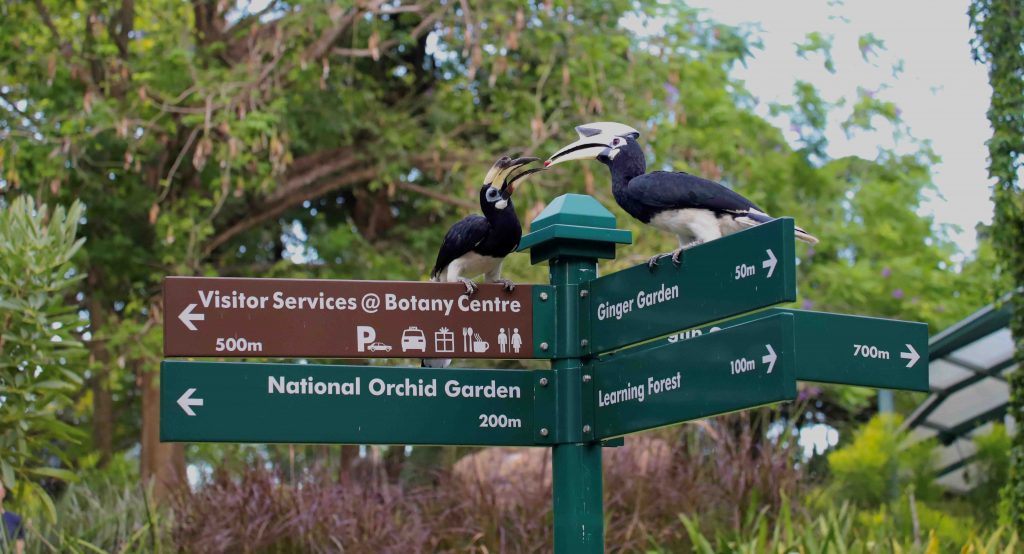Exploring the Avian Wonders of Singapore Botanic Gardens: New Exhibition Celebrates Community Efforts in Bird Photography - Alvinology