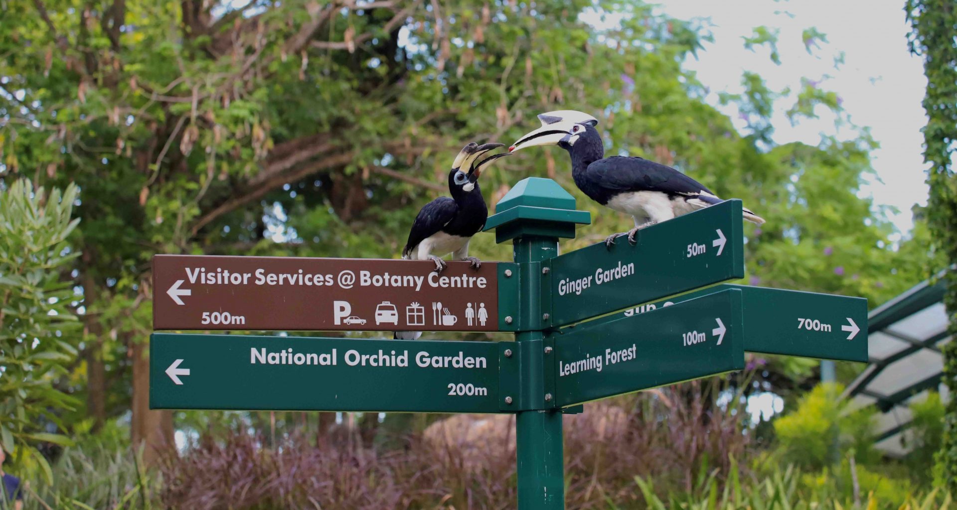 Exploring the Avian Wonders of Singapore Botanic Gardens: New Exhibition Celebrates Community Efforts in Bird Photography - Alvinology