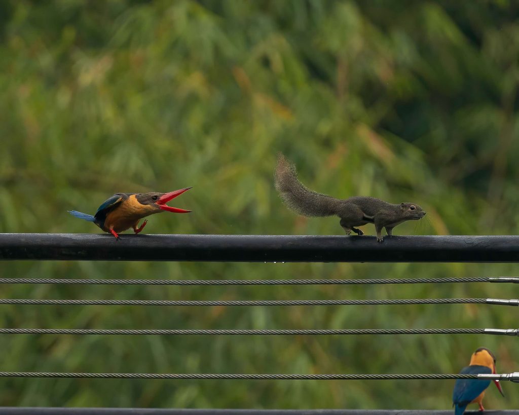 Exploring the Avian Wonders of Singapore Botanic Gardens: New Exhibition Celebrates Community Efforts in Bird Photography - Alvinology