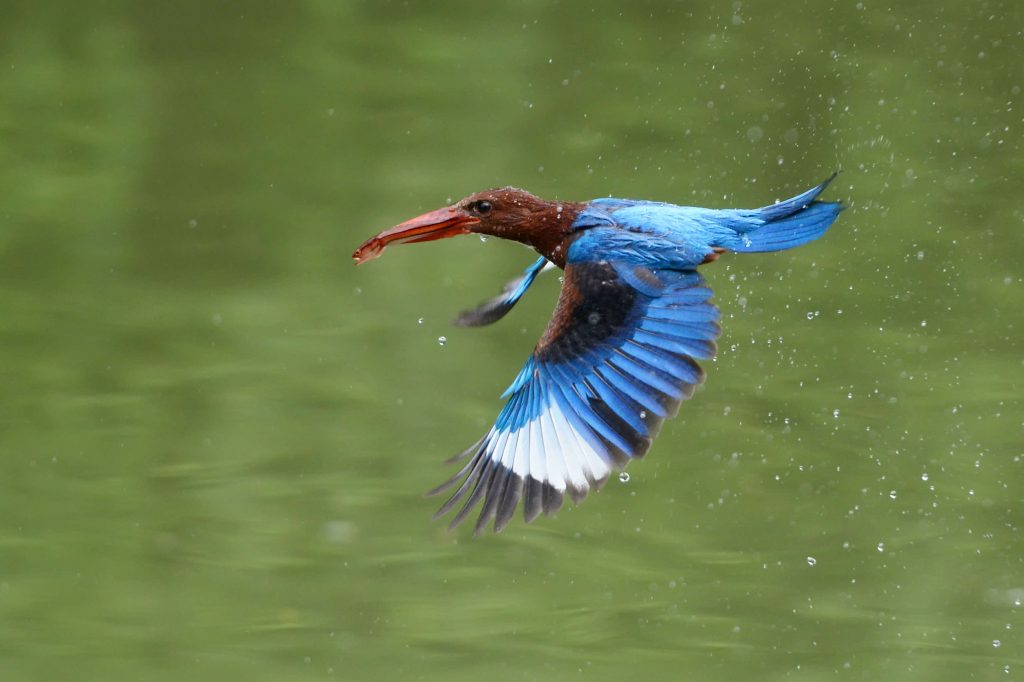 Exploring the Avian Wonders of Singapore Botanic Gardens: New Exhibition Celebrates Community Efforts in Bird Photography - Alvinology