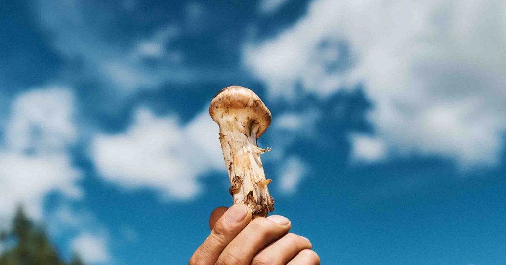 Bhutan's Mushroom Wonderland: Exploring Over 400 Varieties in the Land of the Thunder Dragon - Alvinology