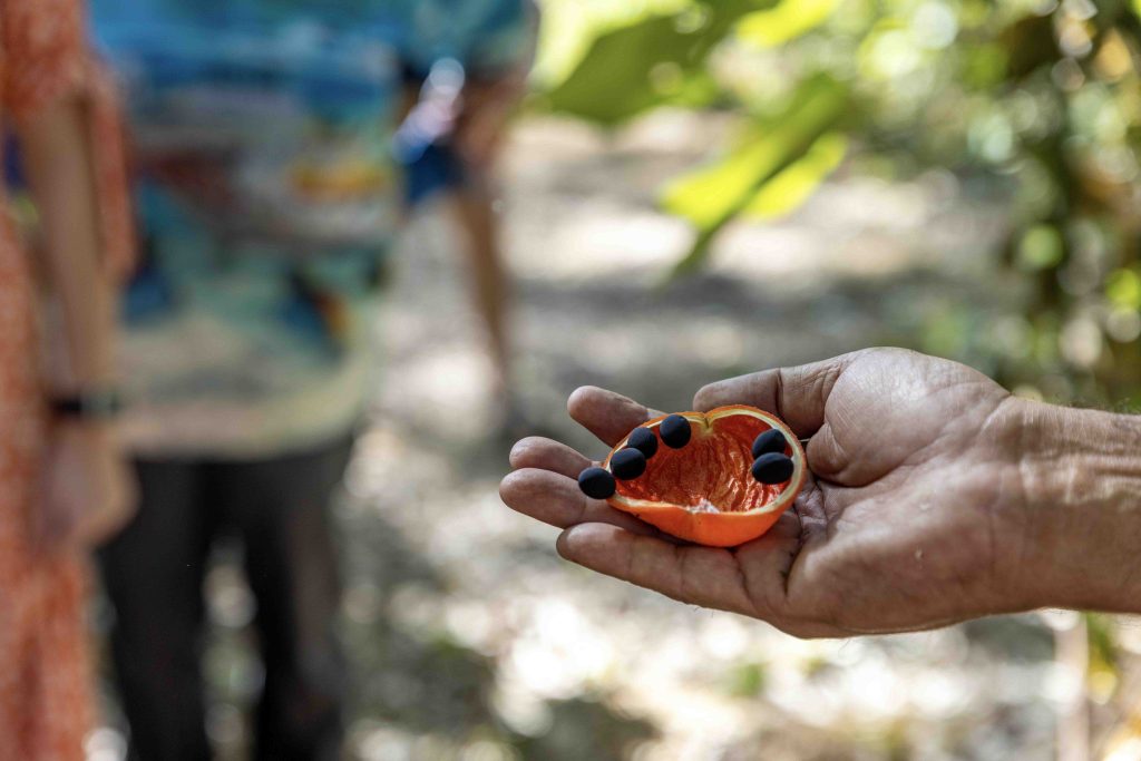 Celebrate NAIDOC Week: Three Unforgettable Ways to Experience Aboriginal Culture and Food in Australia Celebrate NAIDOC Week: Three Unforgettable Ways to Experience Aboriginal Culture and Food in Australia - Alvinology