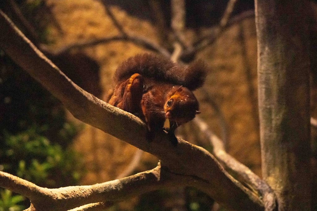 Night Safari Unveils New Trail While Singapore Zoo Gears Up for Marine Coastal Exhibit with F&B Hub Night Safari Unveils New Trail While Singapore Zoo Gears Up for Marine Coastal Exhibit with F&B Hub - Alvinology