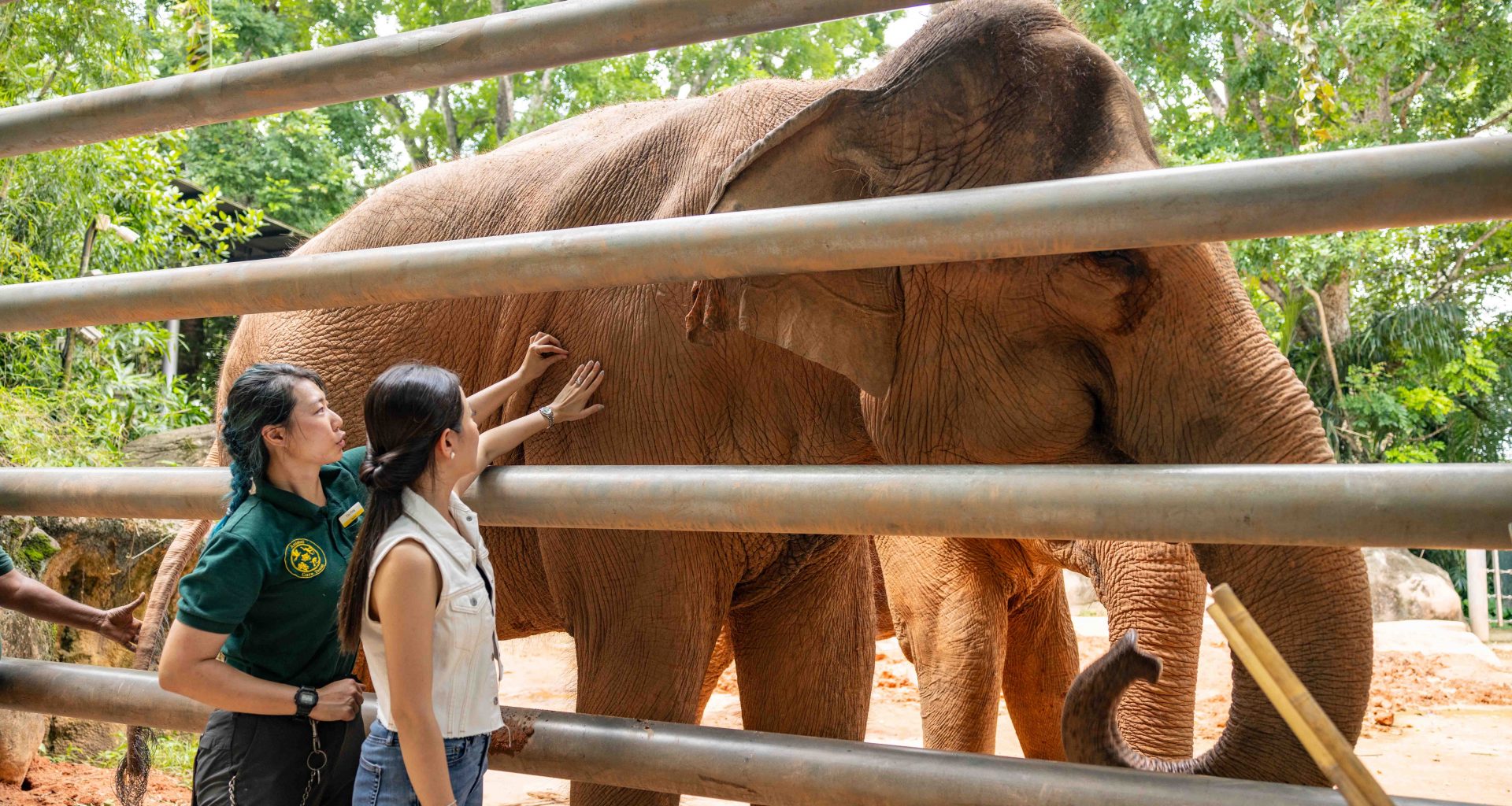 Get Closer to Wildlife with Singapore Zoo’s New Elephant Tour and Updated Breakfast in the Wild - Alvinology
