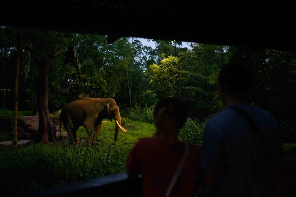Night Safari Unveils New Trail While Singapore Zoo Gears Up for Marine Coastal Exhibit with F&B Hub - Alvinology