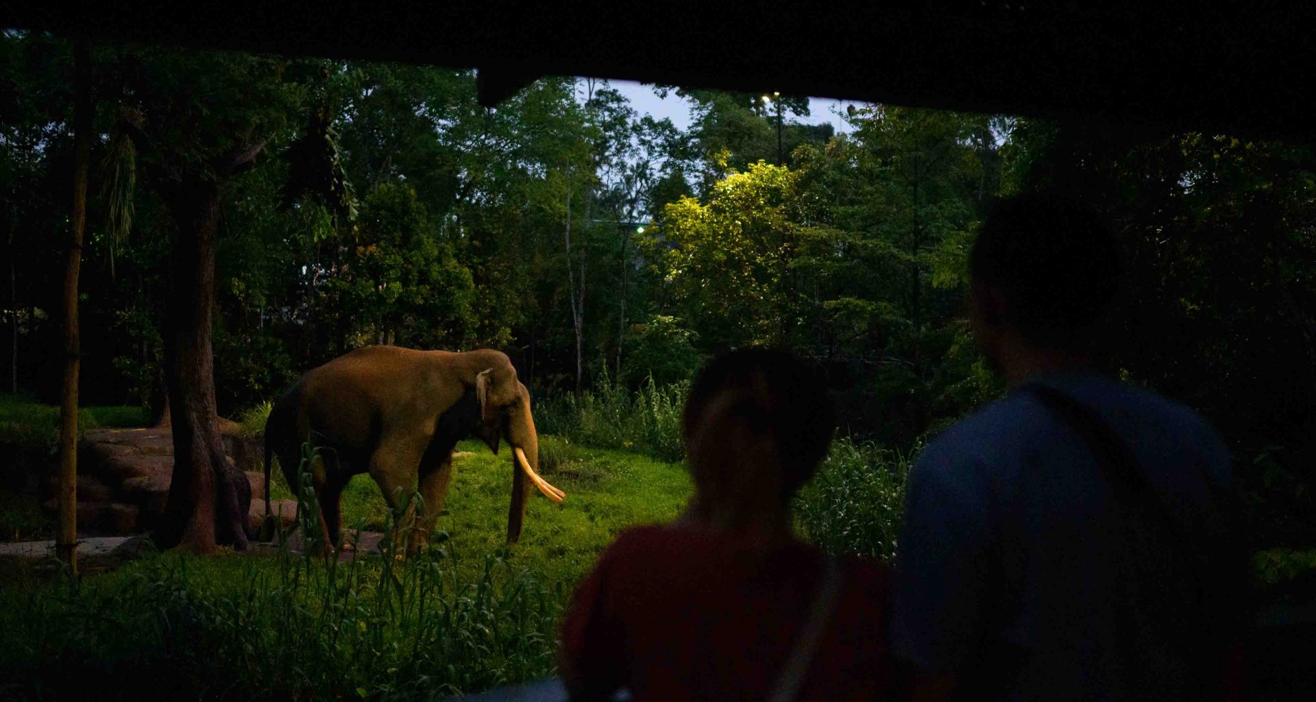 Night Safari Unveils New Trail While Singapore Zoo Gears Up for Marine Coastal Exhibit with F&B Hub - Alvinology