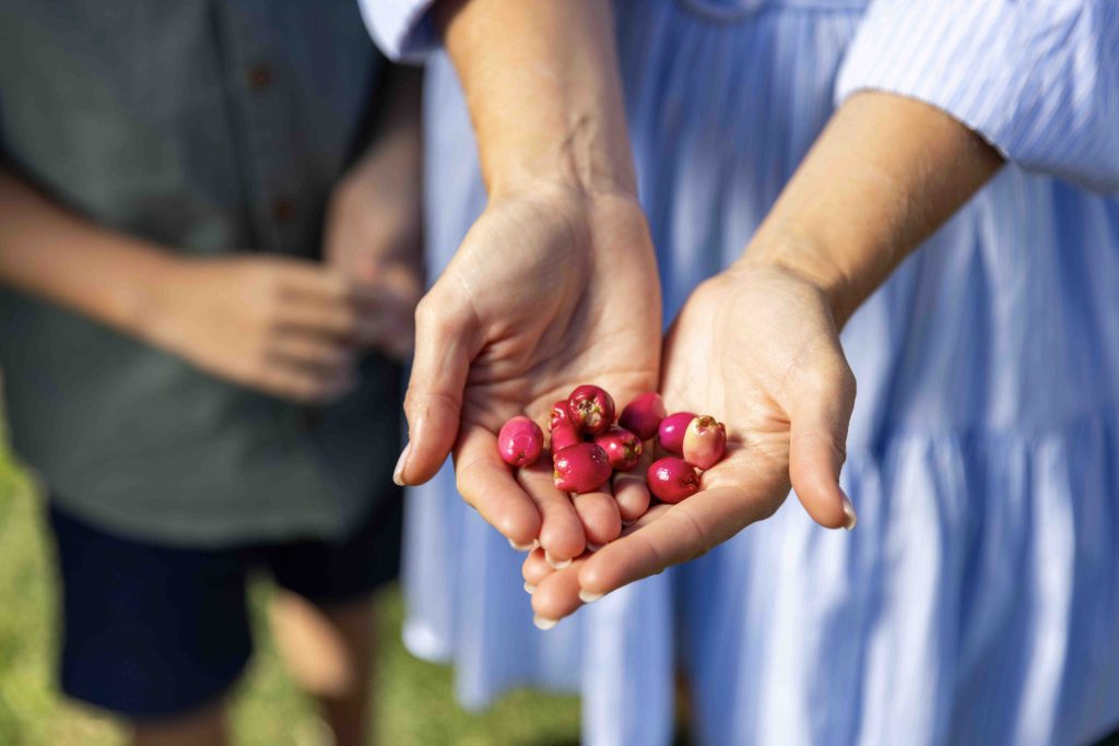 Celebrate NAIDOC Week: Three Unforgettable Ways to Experience Aboriginal Culture and Food in Australia Celebrate NAIDOC Week: Three Unforgettable Ways to Experience Aboriginal Culture and Food in Australia - Alvinology
