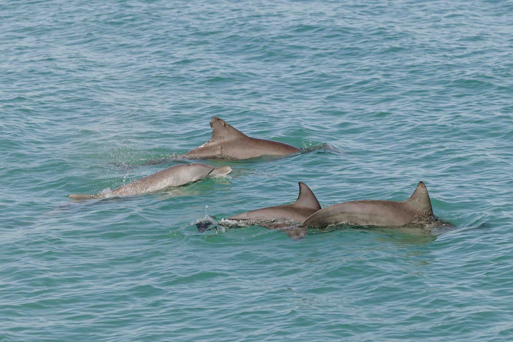 Downtime Down Under: Discover the Wonders of Broome - Alvinology