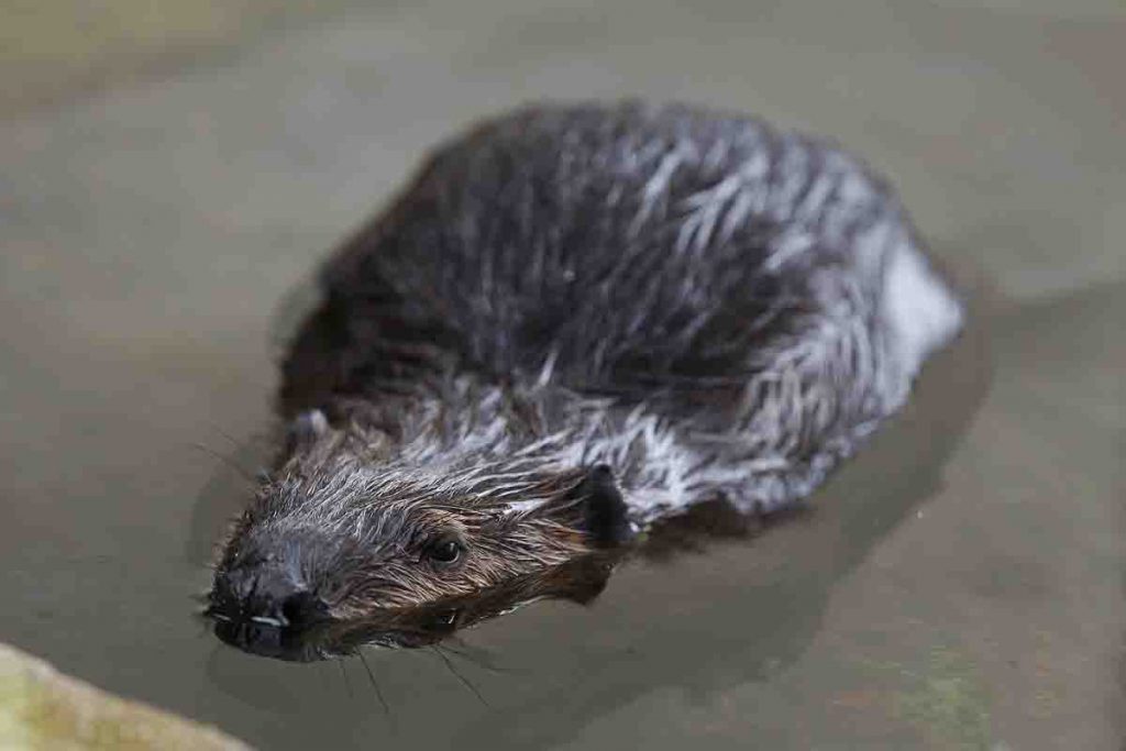 Canadian 2 For 1 Pizza Adopts Beavers, Justin and Selena, at Mandai Wildlife Reserve - Alvinology
